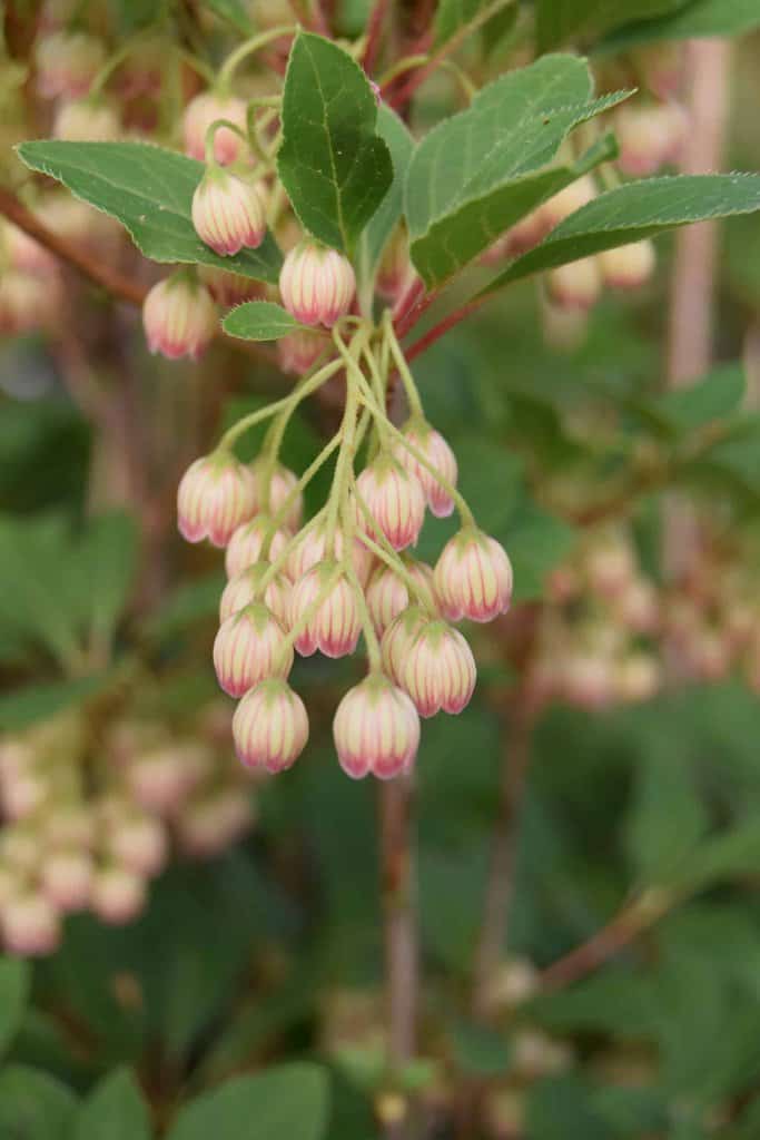 Enkianthus campanulatus 300-350 cm